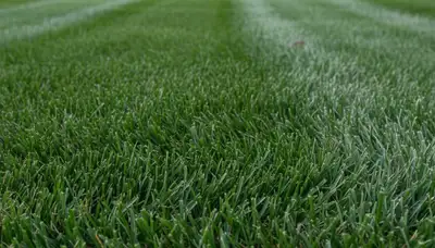 Close-up of freshly mowed green grass blades by Chop Chop Landscaping in Oak Park, IL